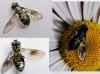 Pipiza sp.
